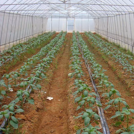 Serie Serre in Film Plastico per Piante e Fiori